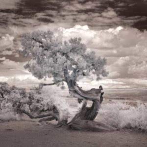 Duvar Kağıdı Yaşlı Ağaç F1174