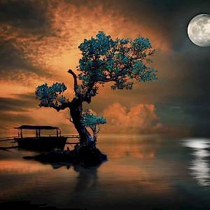 Duvar Kağıdı Yalnız Ağaç F1189