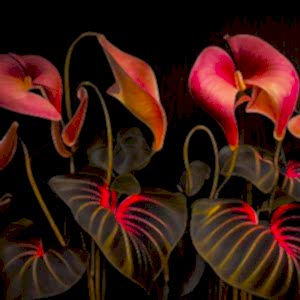 3D Antoryum Çiçeği Duvar Kağıtları YF-00026