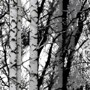 Kavak Ağacı Desenli Folyo Kaplama 0140 45 cm ve 90 cm Rulo Çeşitleri Dekoros'ta. Tezgah, Banyo, Duvar ve Masa Kaplamaya Uygun. İncelemek için Şimdi Tıkla